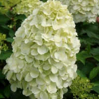 геркулес 33